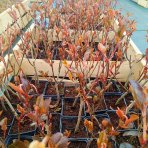 Arónia (Aronia melanocarpa) ´GALICIJANKA´ - výška 20-30 cm; kont. P9 - SAMOOPELIVÁ